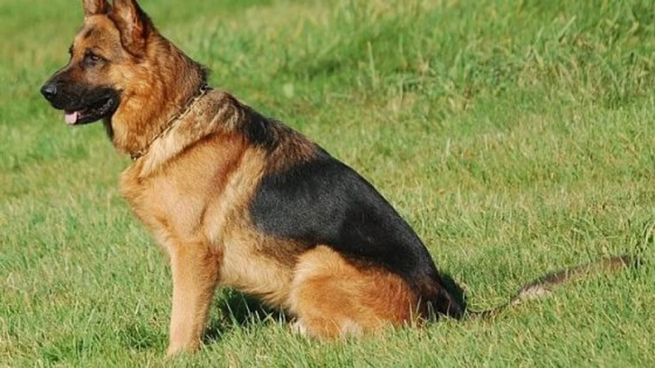 تفسير رؤيا الكلاب في المنام وفقاً لابن سيرين وتأثيرها على الحالة النفسية